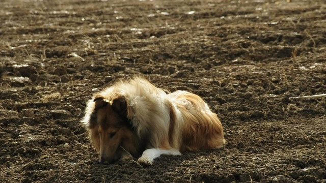Collie w&auml;lzt sich im Acker