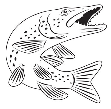 recommend clip art: pike fish