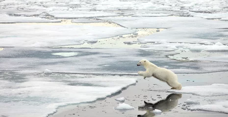 Foto op Plexiglas Springende ijsbeer © Vladimir Melnik