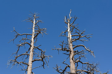 coppia di alberi secchi nel Bryce Canyon