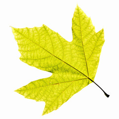 Platanus Leaf Isolated