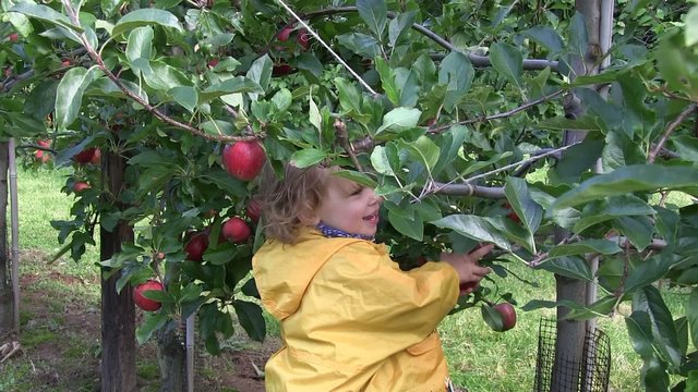 b&eacute;b&eacute; cueille une pomme