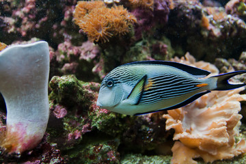 Fototapeta na wymiar Stripped niebieski, żółty i biały ryb akwariowych