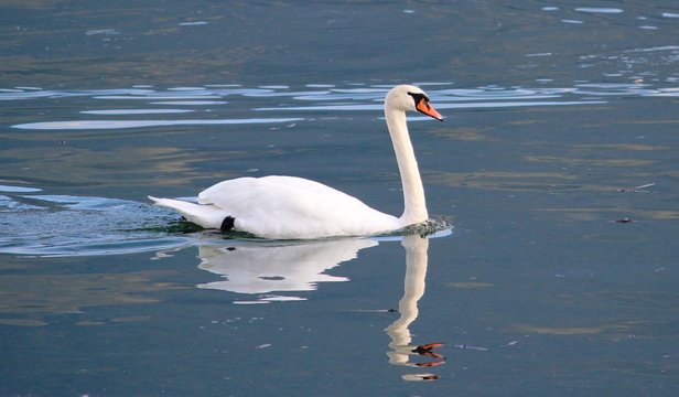 cigno