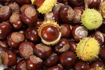 ripe chestnuts