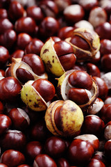 chestnuts