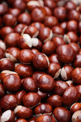 chestnuts
