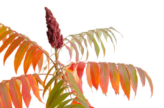 Essigbaum im Herbst