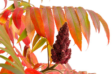 Essigbaum im Herbst