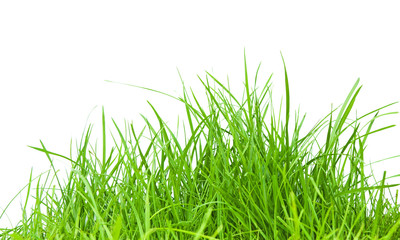 Obraz premium Grass