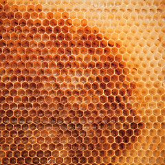 Fresh honeycomb background texture
