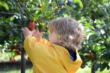 cueillir une pomme