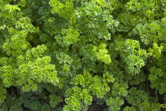 Light green parsley