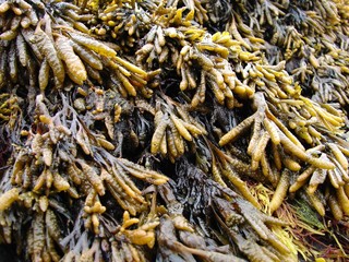 Detail of seaweed on Jan Mayen island