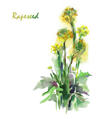 Watercolor -Rapeseed-