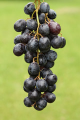 Fresh grapes