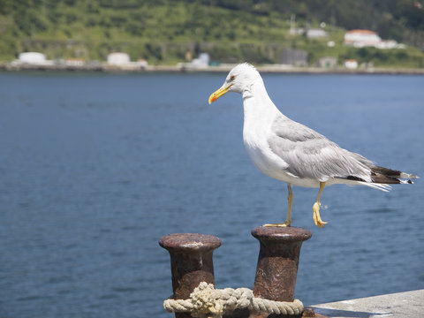 Seagull in the Port