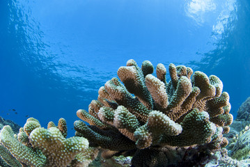 青い海とサンゴ