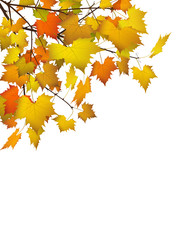 Herbstblätter, Herbst, Blätter, Hintergrund, Postkarte, Autumn