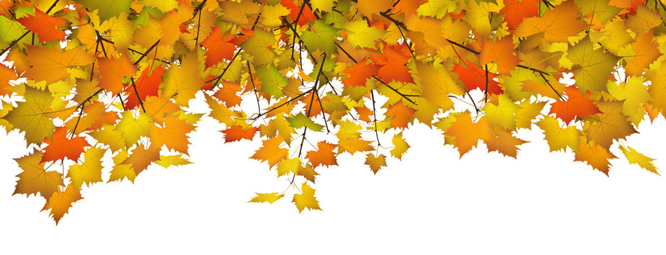 Herbstbl&auml;tter, Bl&auml;tter, Hintergrund, Banner, Panorama, Webdesign