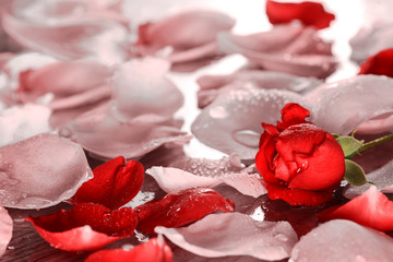 Rose in the rain