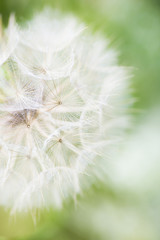 Closeup of flower head with fluffy seeds