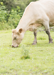 Fototapeta premium Cow on pasture, Sweden