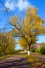 Beautiful nature, autumn in city