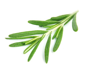 Twig of rosemary