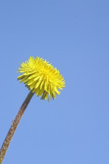 dandelion, sky,