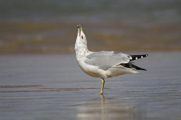 Fototapeta premium Ring-billed Gull (Larus delawarensis) Calling on a Lake Huron Beach - Ontario, Canada