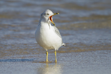 Ring-billed Gull (Larus delawarensis) Calling on a Lake Huron Beach - Ontario, Canada 