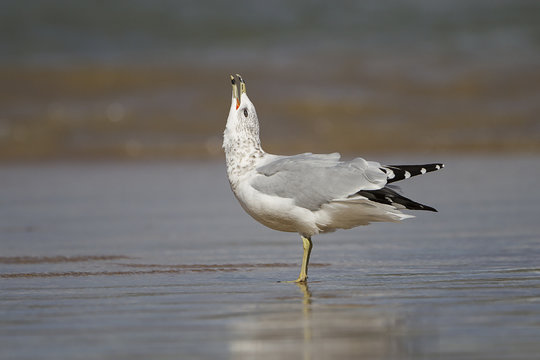 Ring-billed Gull (Larus delawarensis) Calling on a Lake Huron Beach - Ontario, Canada