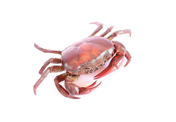 red crab