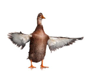 Domestic duck