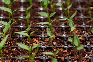 Green seedling