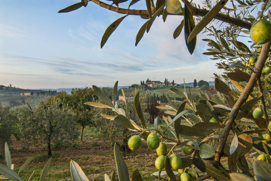 Fototapeta Villa Above the Olive Trees