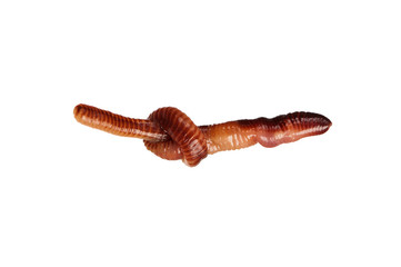 Earthworm