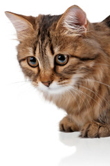 Fototapeta premium Portrait of cat