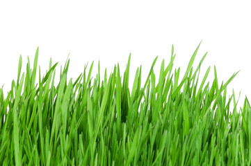 Fototapeta premium Wheat grass