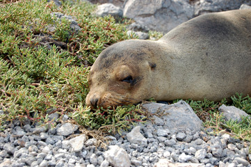 Naklejka premium A sea lion on shore in the Galapagos Islands
