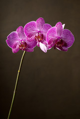 orchid