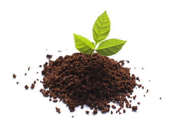 plante verte et terre