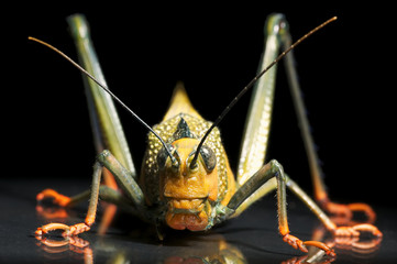 South-American Grasshopper