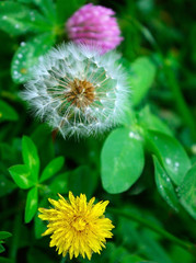 flowers in the garden