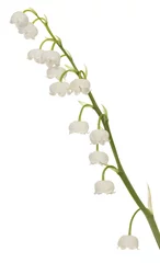 Washable wall murals Lily of the valley lily of the valley