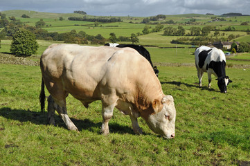 Bull in field