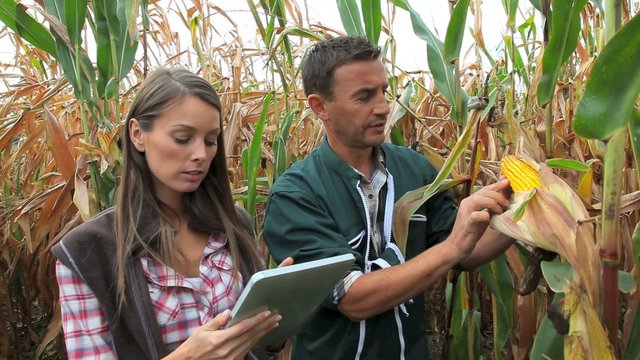 Farmers in cornfield using electronic tablet