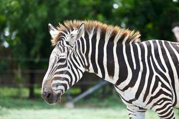 Head of zebra in green field