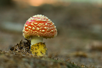 Red mushroom / toadstool in the forest